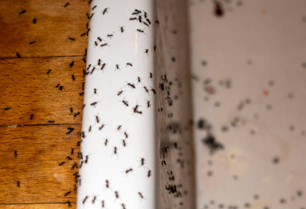 Best Residential Pest Control  in Morgantown, PA