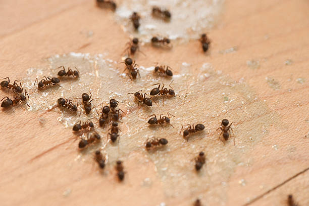 Best Local Pest Control Services  in Morgantown, PA