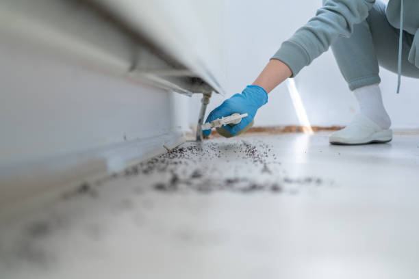 Best Termite Control Services  in Morgantown, PA